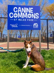 Commons Park Dog Park